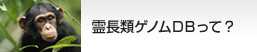 霊長類ゲノムDBって？