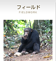 フィールド
