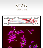 ゲノム