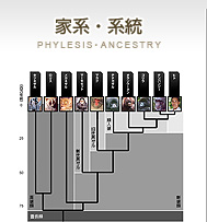 家系・系統