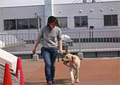 The training scene of a guide dog 