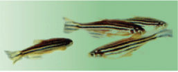 zebrafish