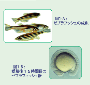 Fig.1