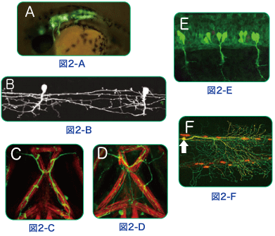 Fig.3