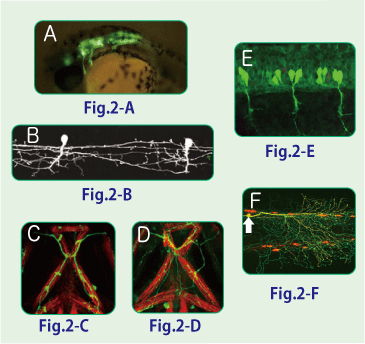 Fig.2