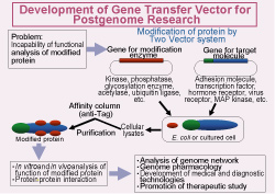 Fig.FDevelopment of Gene Transfer Vector for
Postgenome Research