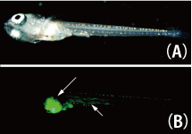 Fig.2