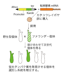 Fig.1