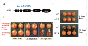 Fig.1