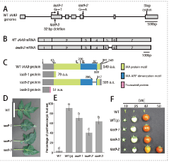 Fig.1