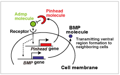 Fig.2