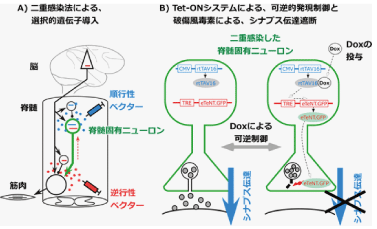 Fig.1