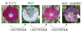 Fig.1
