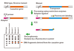 Fig.2