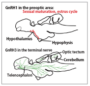 Fig.1