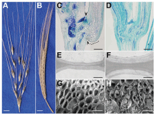 Fig.2