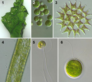 Chlorophyta