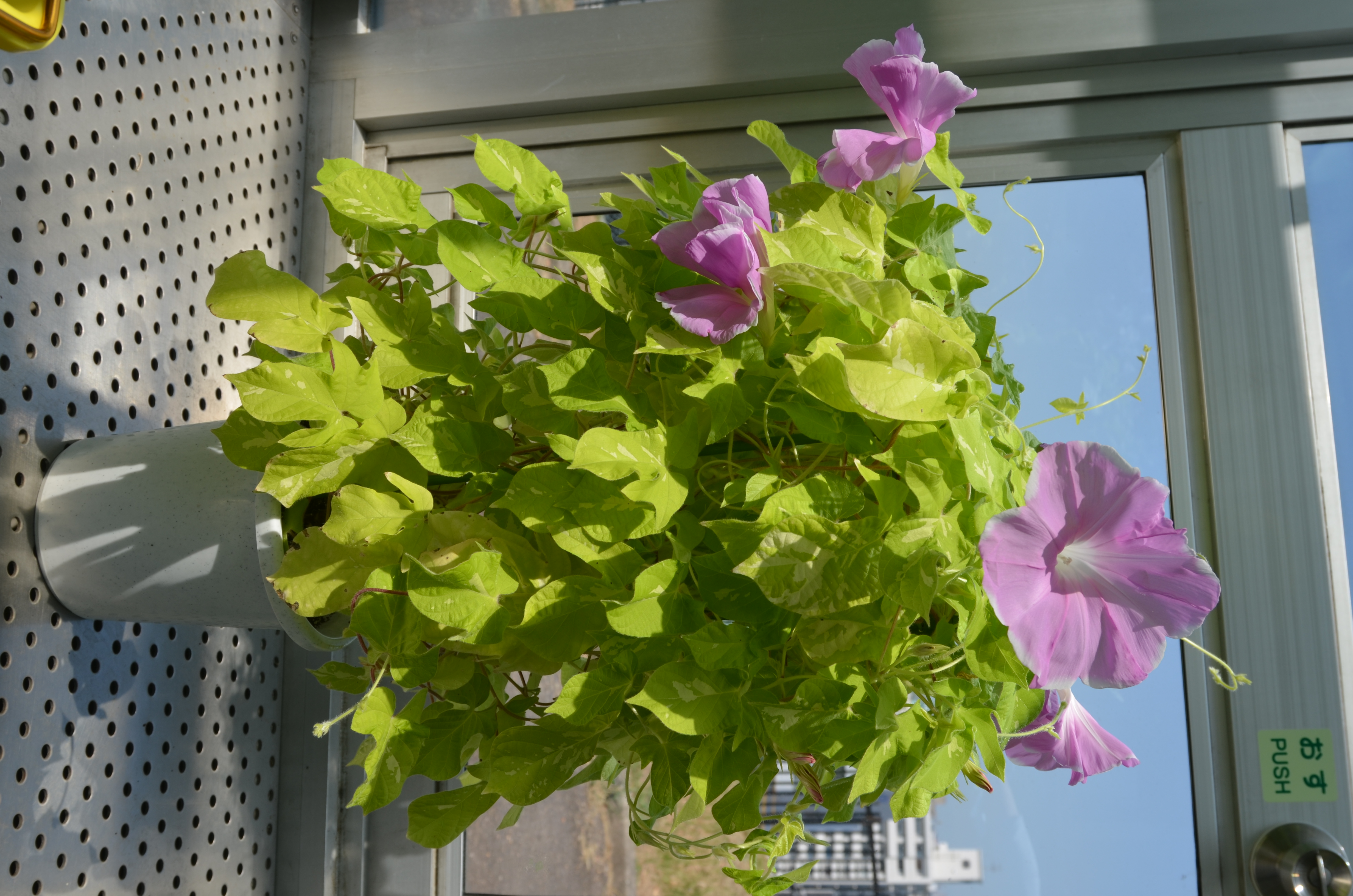 National BioResource Project (NBRP) Morning glory