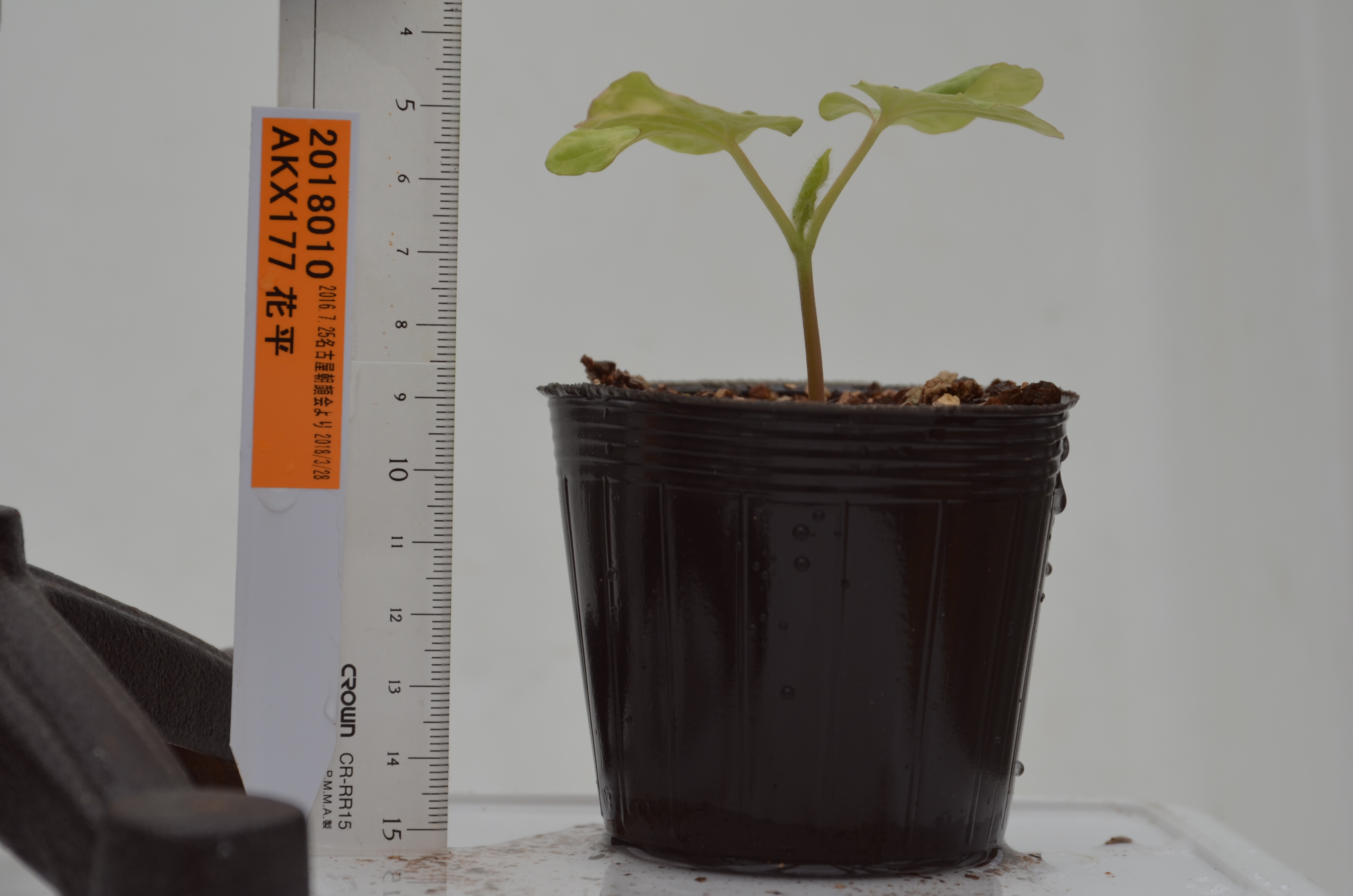 National BioResource Project (NBRP) Morning glory