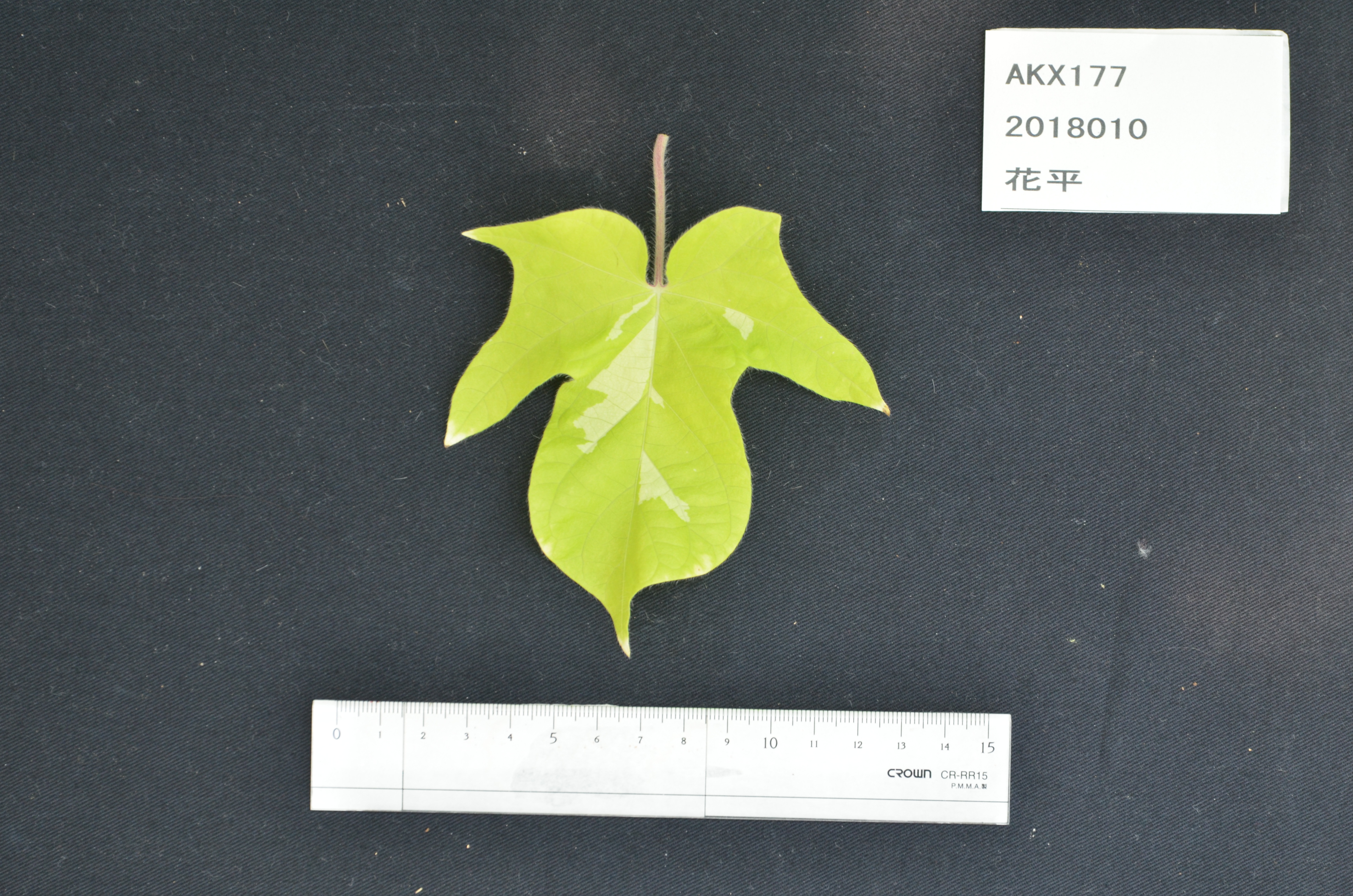 National BioResource Project (NBRP) Morning glory