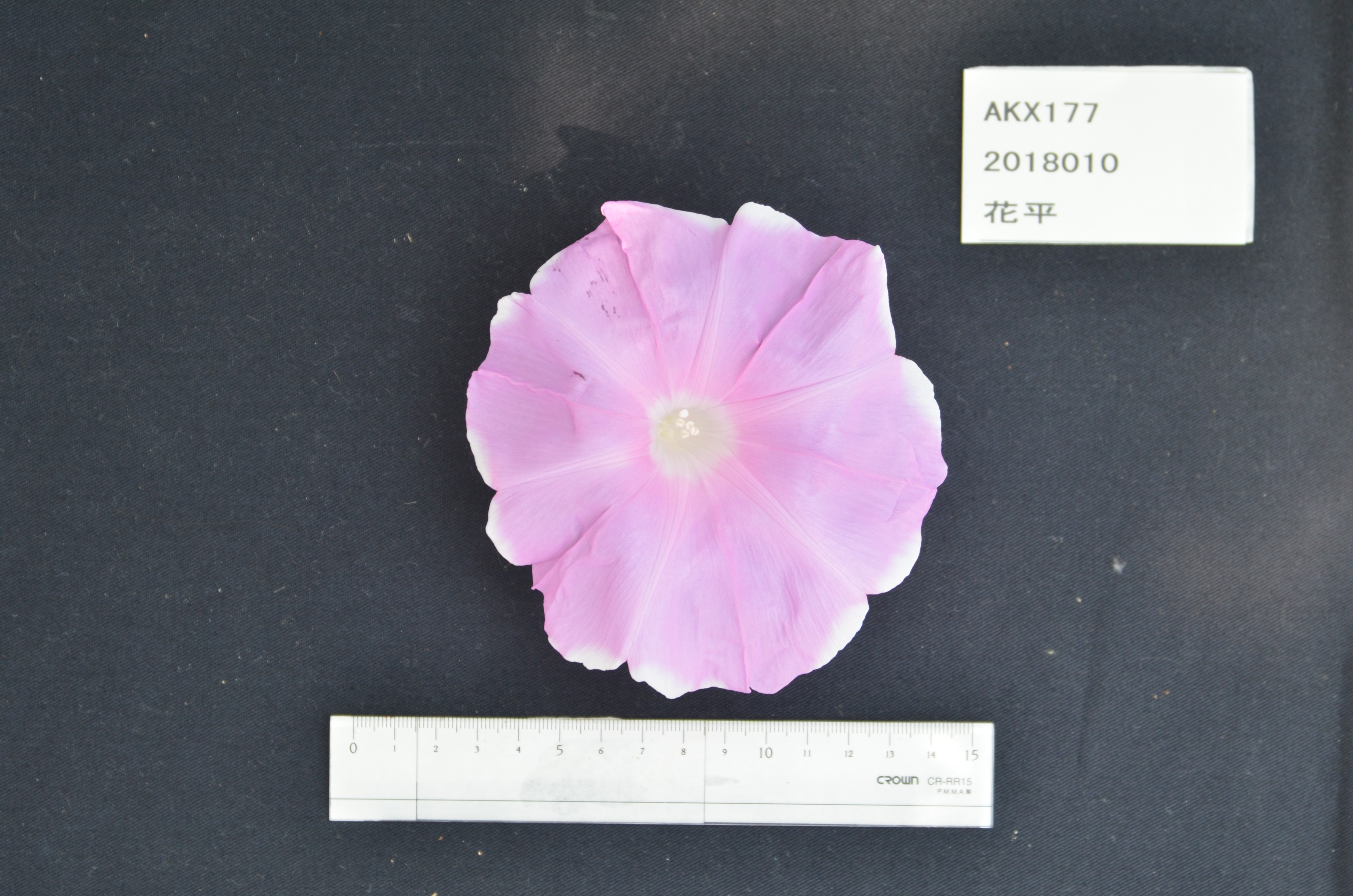 National BioResource Project (NBRP) Morning glory