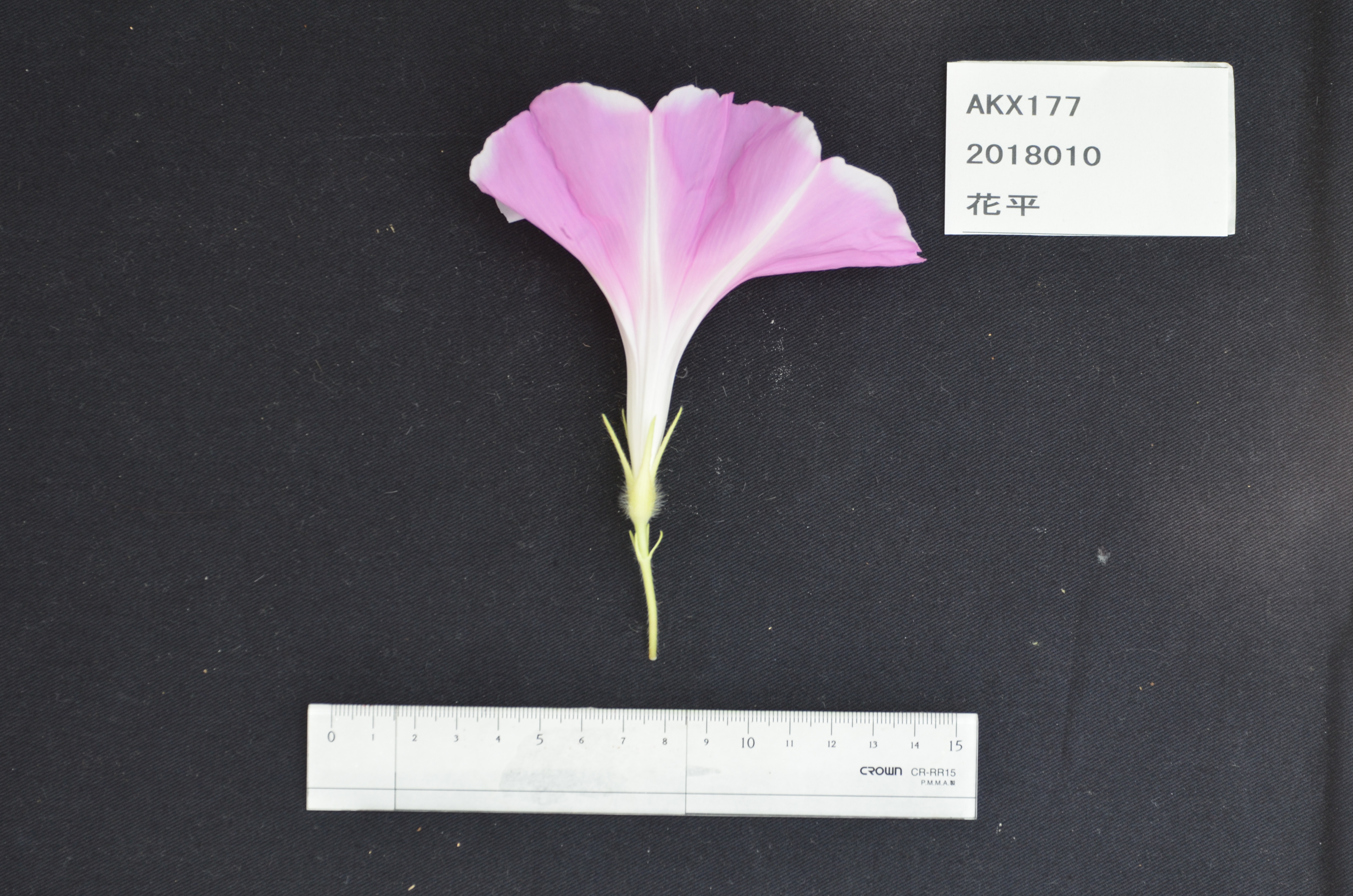 National BioResource Project (NBRP) Morning glory