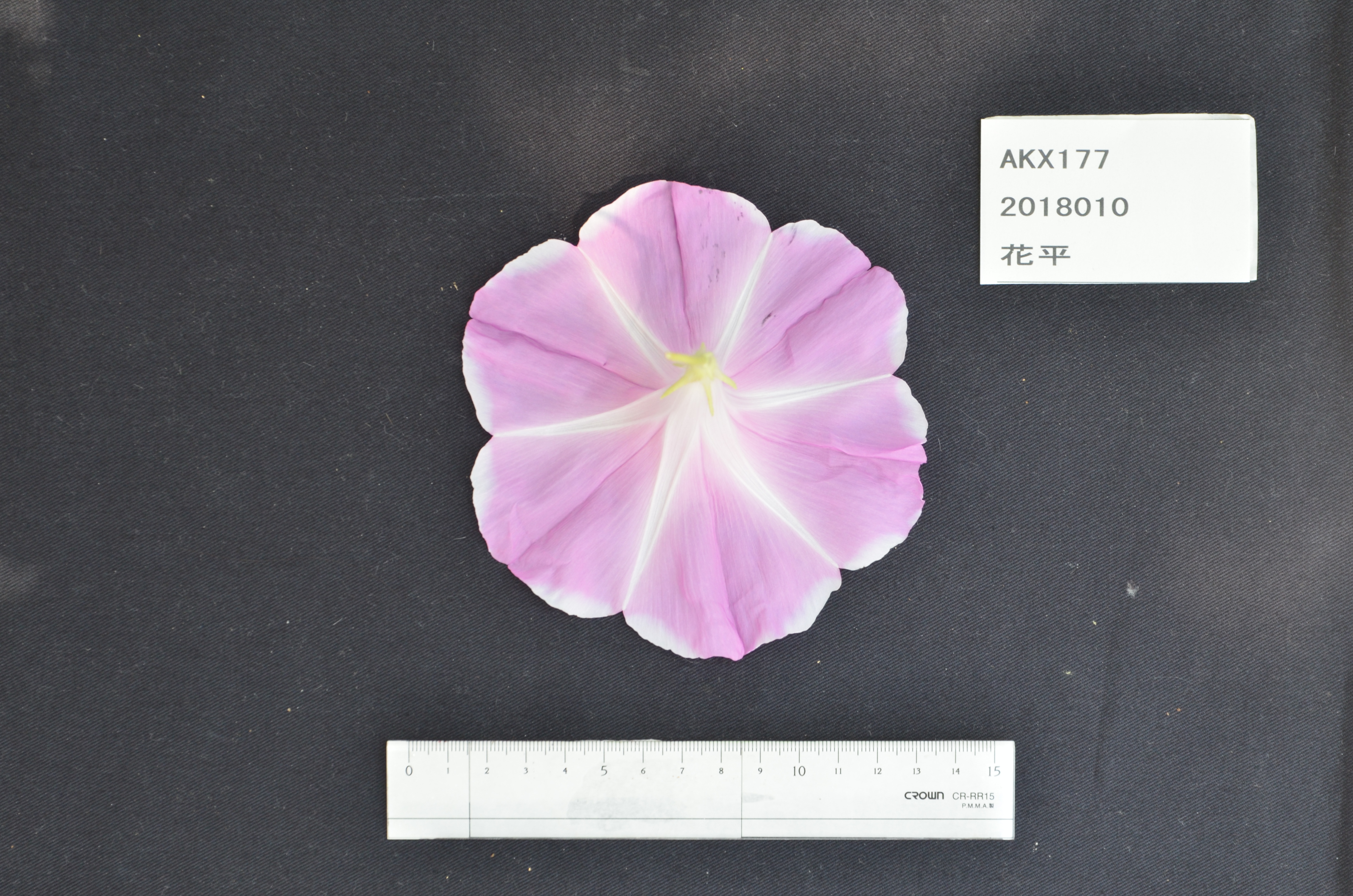 National BioResource Project (NBRP) Morning glory