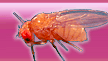 KYORIN-Fly - Fly Stocks of Kyorin University -