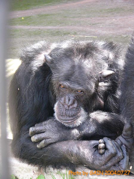 GAIN [Great Ape Information Network]
