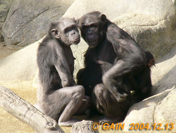 GAIN [Great Ape Information Network]