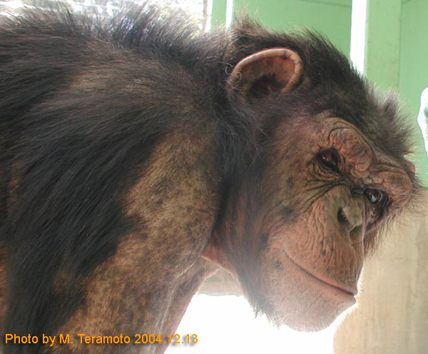 GAIN [Great Ape Information Network]