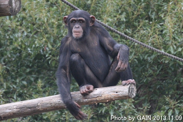 GAIN [Great Ape Information Network]