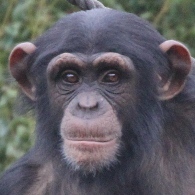 GAIN [Great Ape Information Network]