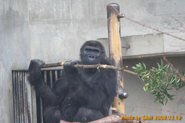 gorilla様 PUBLIC GENERAL143cm gorilla様 PUBLIC GENERAL143cm Kyoto】Gorilla⭐️ safe area