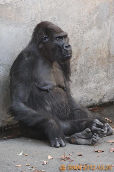 GAIN [Great Ape Information Network]