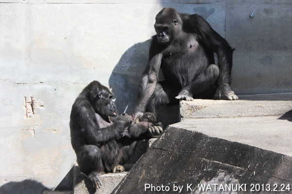 GAIN [Great Ape Information Network]