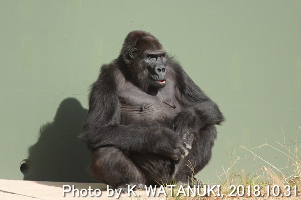 monkey gorillaさん専用その2です Close up of little Sumomo 🦍💖 スモちゃん、モモカお姉ちゃん