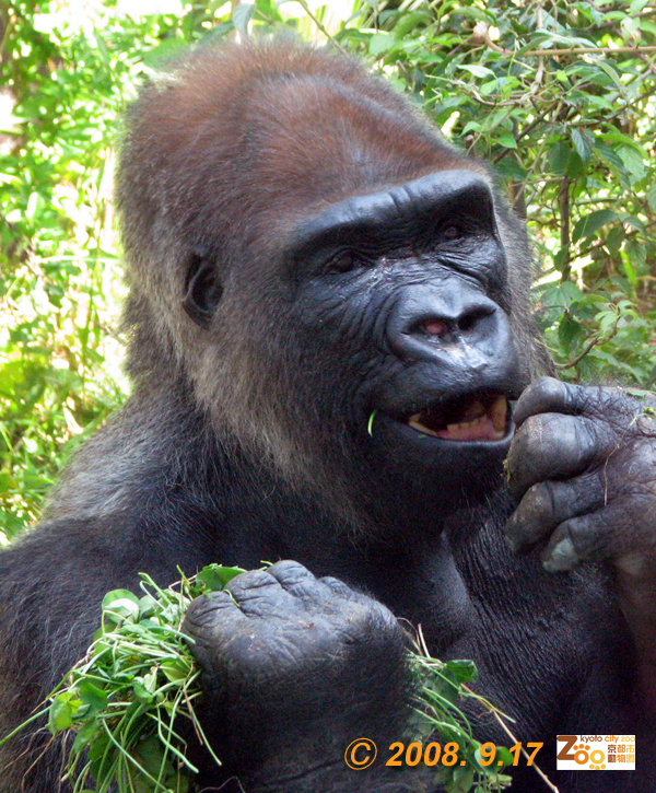 monkey gorillaさん専用その2です GAIN [Great Ape Information Network]
