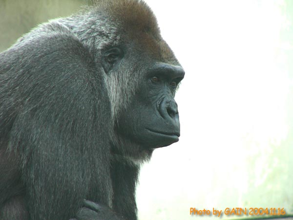 monkey gorillaさん専用その2です Wholesale 1.5lb Jumbo Gorillazilla - Viral Stretchee Monkee