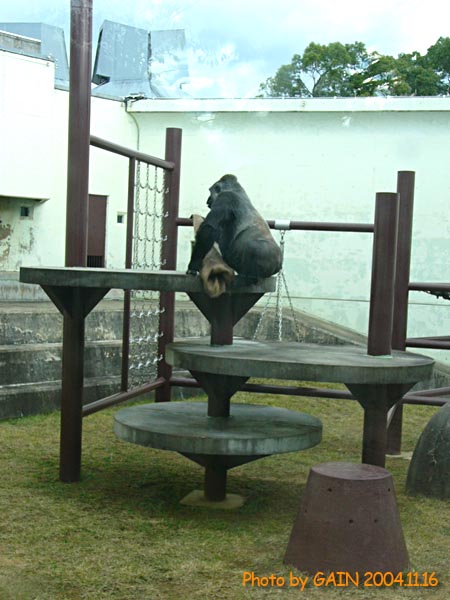 monkey gorillaさん専用その2です GAIN [Great Ape Information Network]