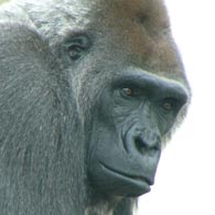 monkey gorillaさん専用その2です Wholesale 1.5lb Jumbo Gorillazilla - Viral Stretchee Monkee
