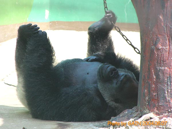 GAIN [Great Ape Information Network]