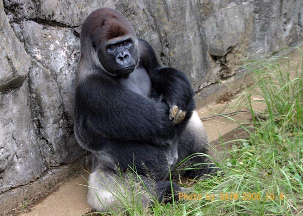 GAIN [Great Ape Information Network]