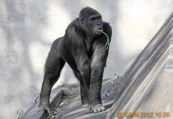 GAIN [Great Ape Information Network]