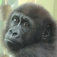GAIN [Great Ape Information Network]