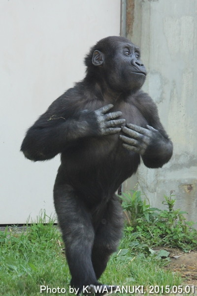 monkey gorillaさん専用その2です X 70879 Macho Gorilla Capsule-DISCONTINUED – BCmini