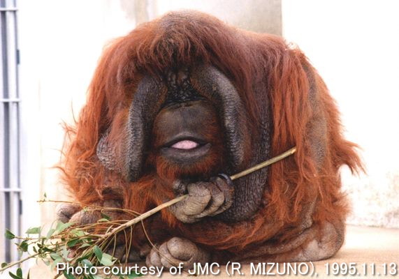GAIN [Great Ape Information Network]