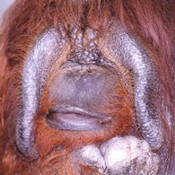 GAIN [Great Ape Information Network]