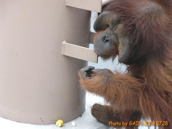 GAIN [Great Ape Information Network]