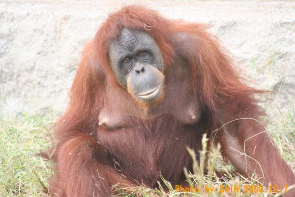 【Orangutan】羽毛布団　superior1 BUCHENBAUM 羽毛布団superior1 BUCHENBAUM
